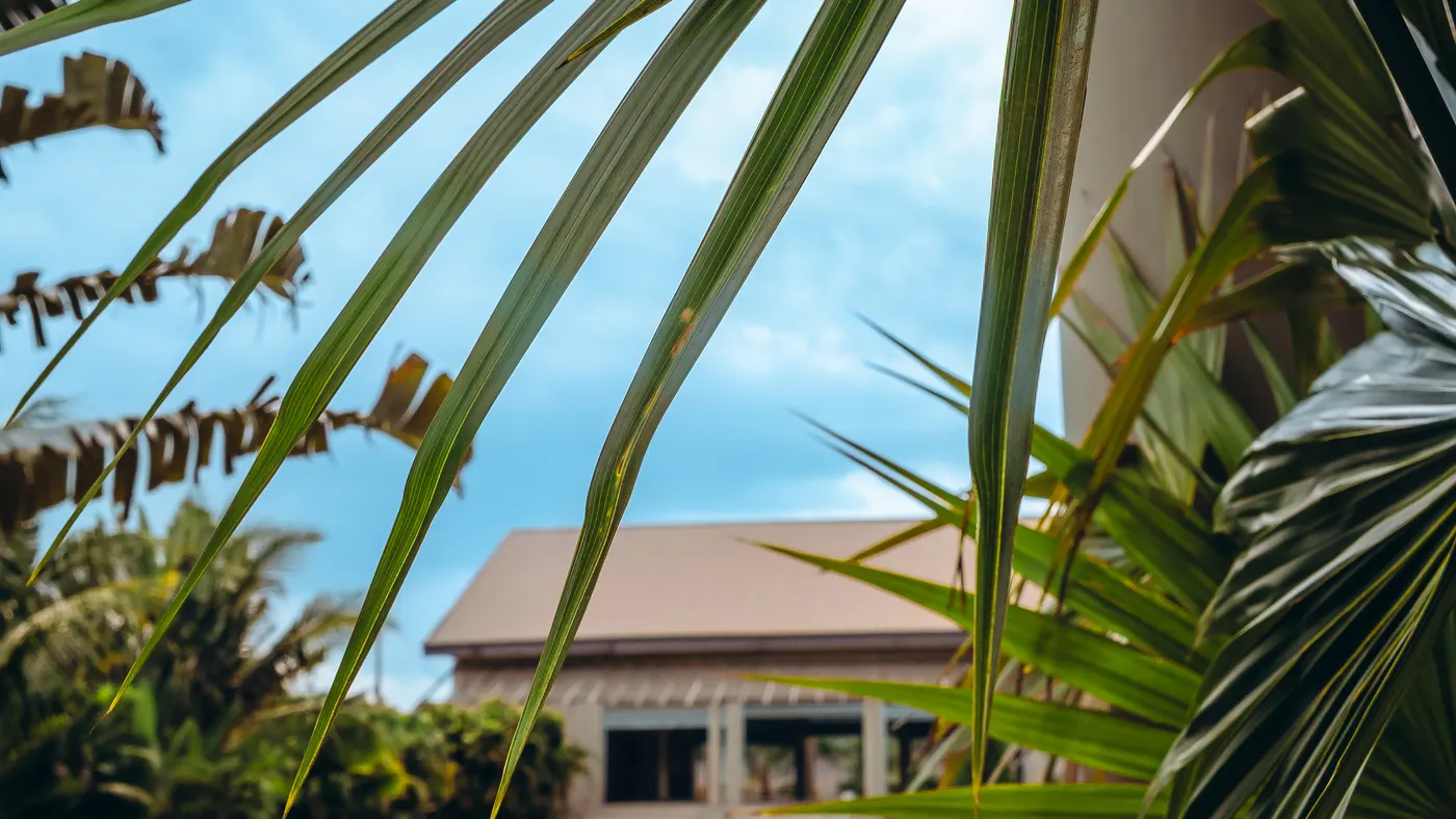 The auditorium roof seen through palm fronds