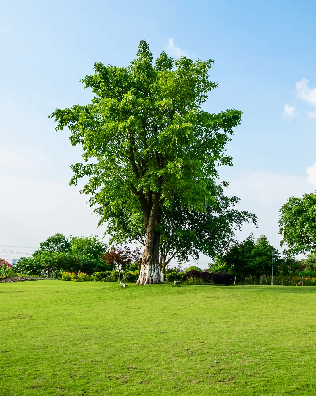 An open lawn running out to a mature tree