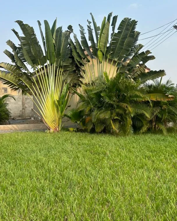 A traveller’s palm at the edge of the lawn