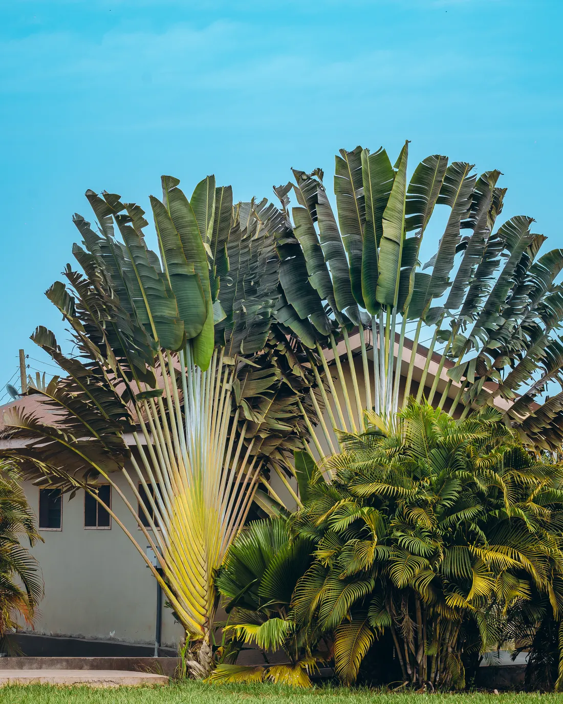 A traveller’s palm at the edge of the lawn
