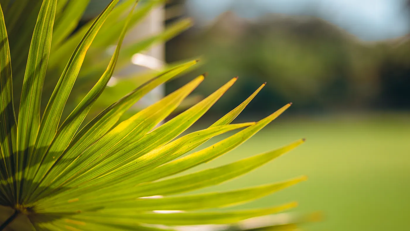 A fan palm frond in the sun, the lawn out of focus behind it