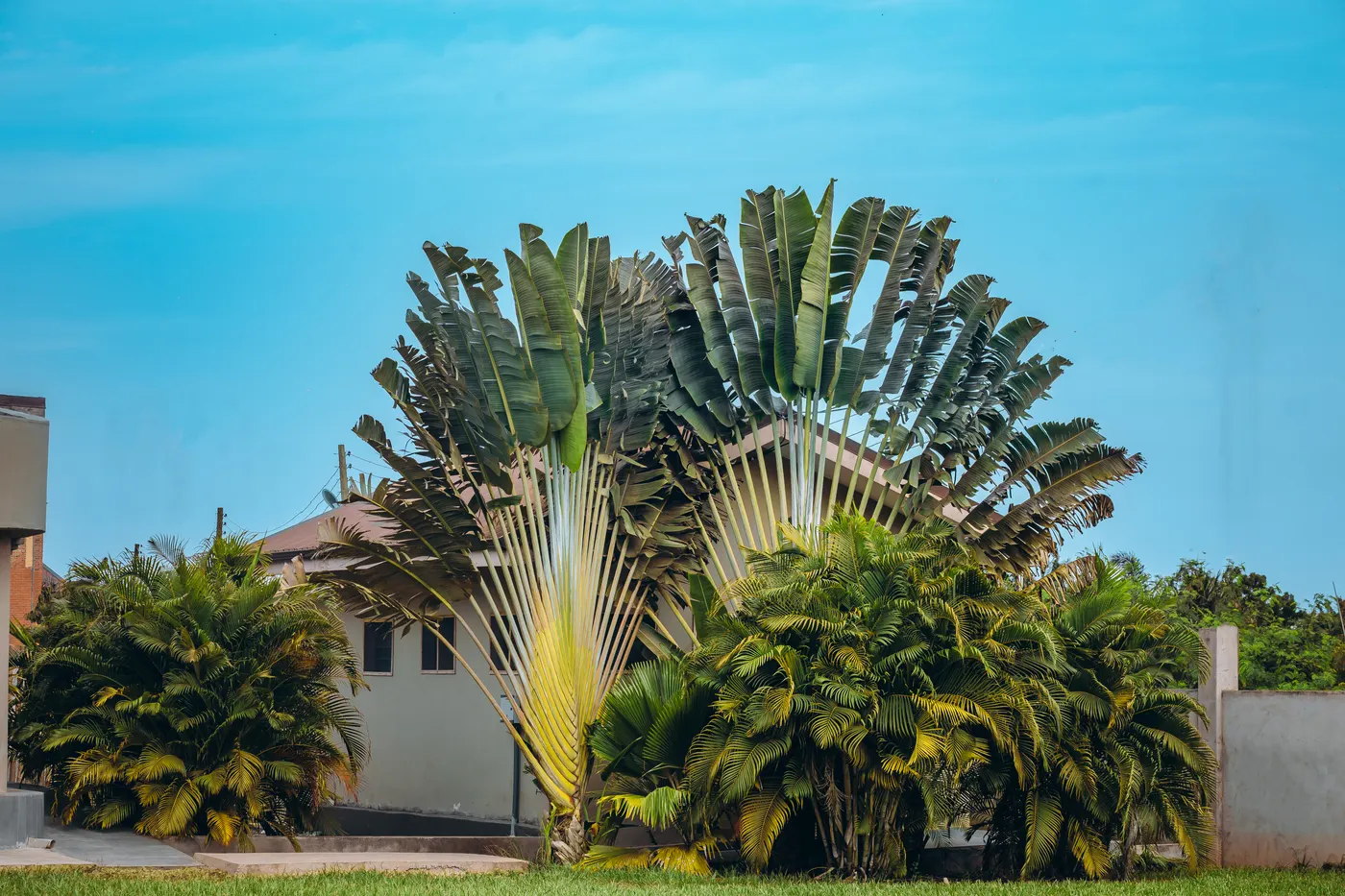 A traveller’s palm at the edge of the lawn, fanned out above the shrubs