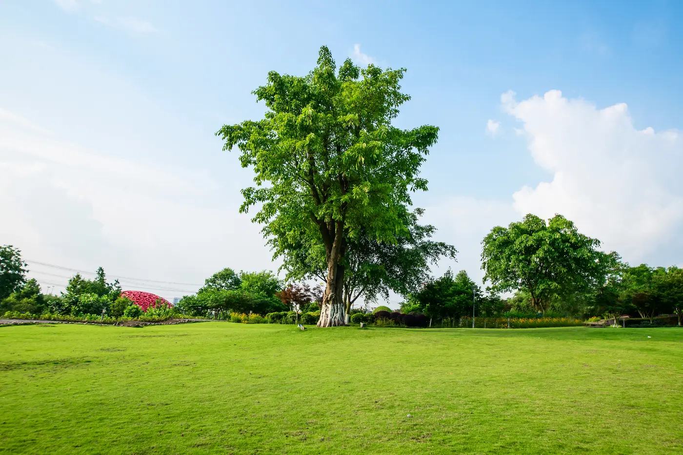 An open lawn running out to a mature tree