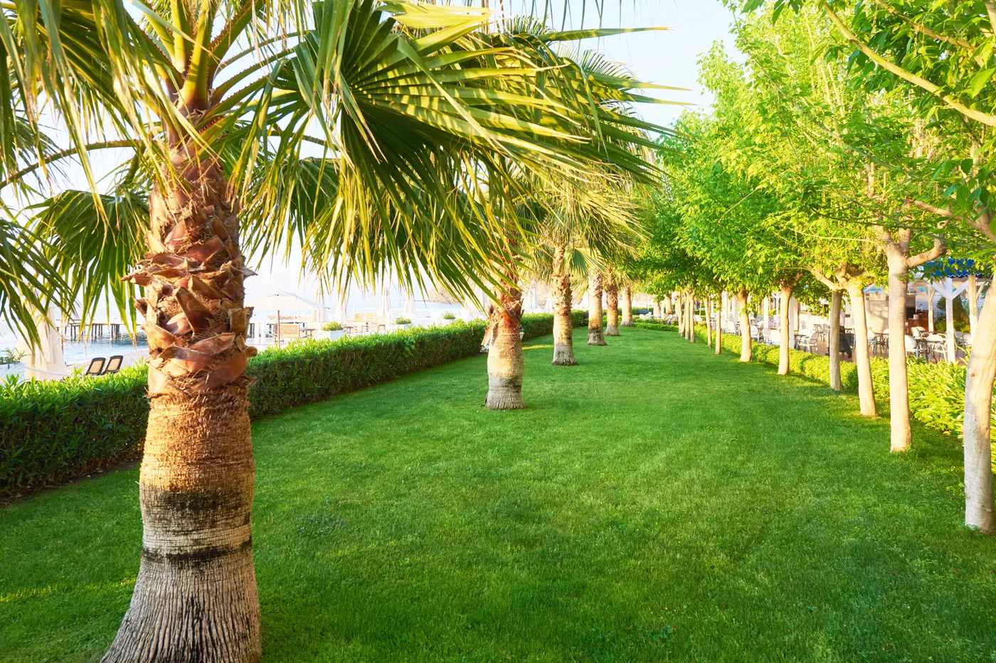 A grass walk lined with palms at Gig Cottage, Malejor