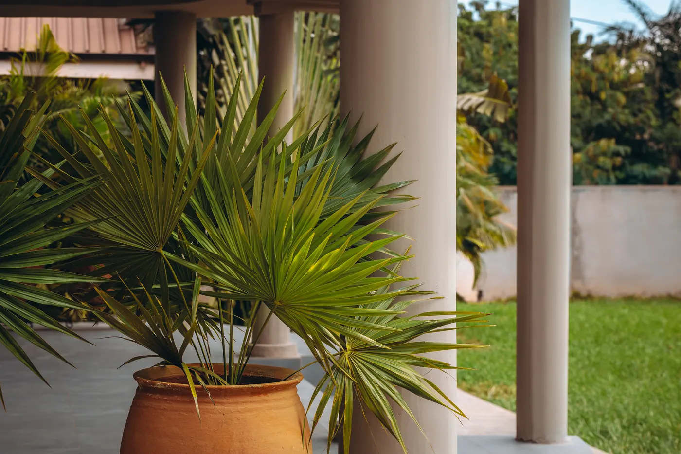 A fan palm in its urn, the lawn beyond the columns