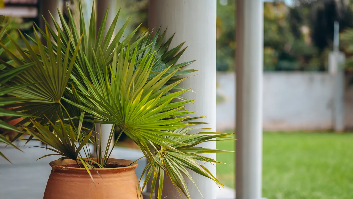 A fan palm in a terracotta urn between the terrace columns